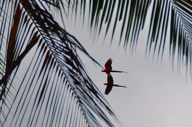 costa rica wildlife, pacific-138.jpg - SCARLET MACAWS - WESTERN, PACIFIC SIDE (& SUNSHINE) - COSTA RICA - 2009